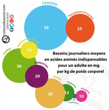 Acides amines besoins