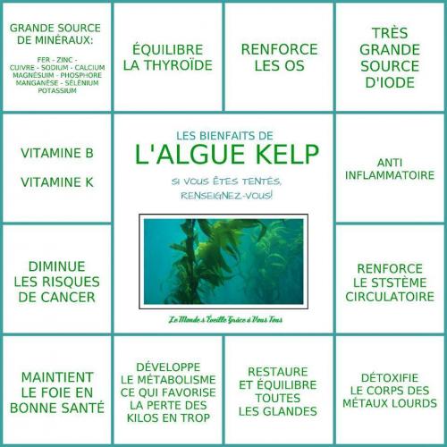 Algue kelp