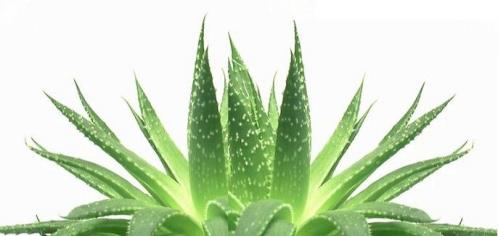 Aloe vera plante 1