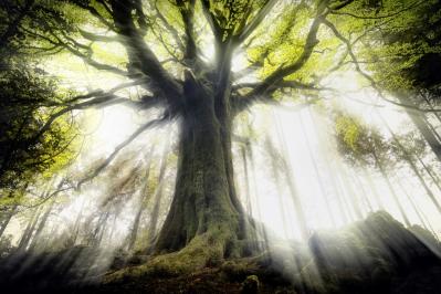 Arbre broceliande 1