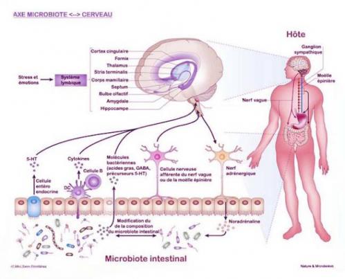 Axe microbiote cerveau 1