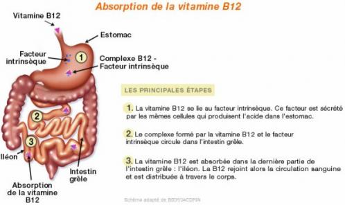 B12 absorption