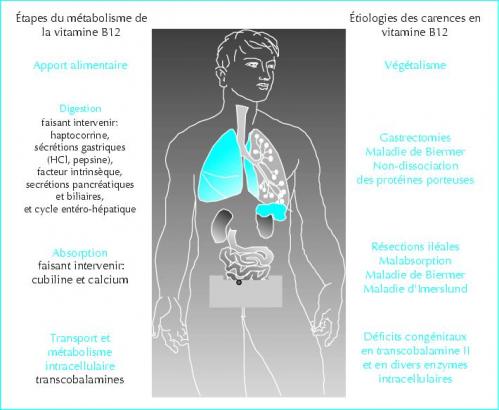 B12 organisme