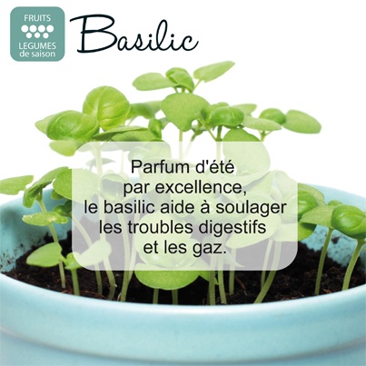 Basilic