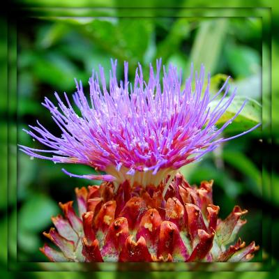 Cardoon flower