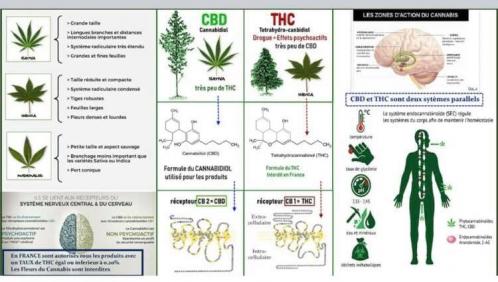 Cbd contre thc