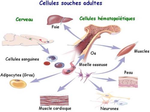 Cellule souche