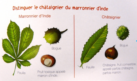 Chataigne ou marron