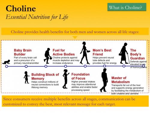 Choline essentielle