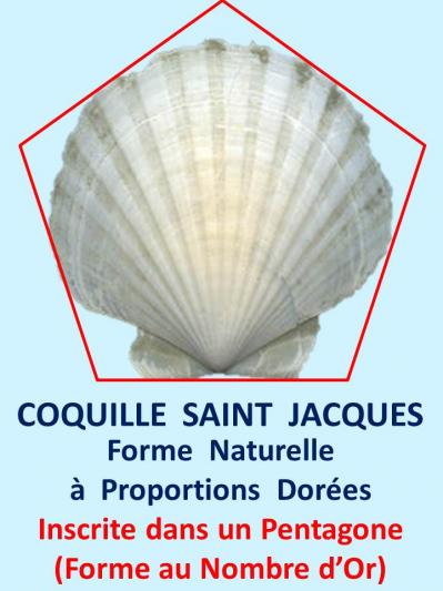 Coquillestjacques