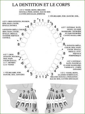 Dentition corps 1