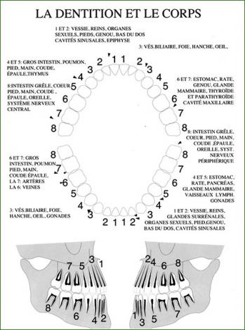 Dentition corps 2