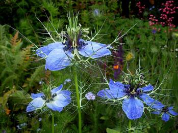 Fleur de nigelle