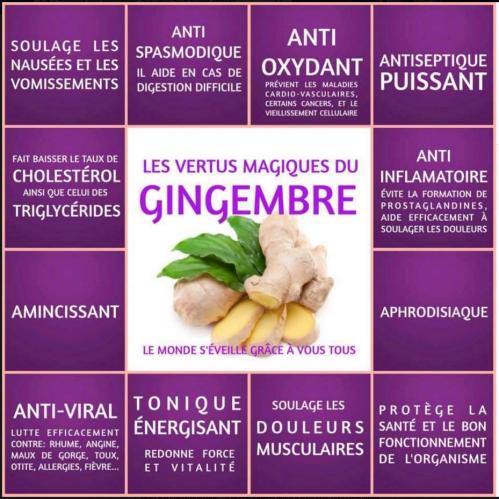 LE GINGEMBRE LE GINGEMBRE