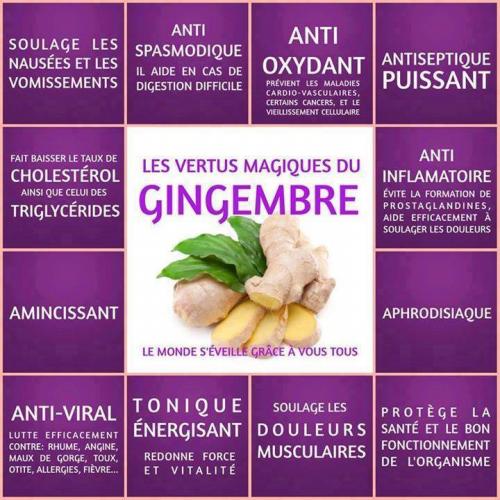 Gingembre1