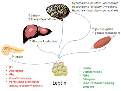 Leptin 1