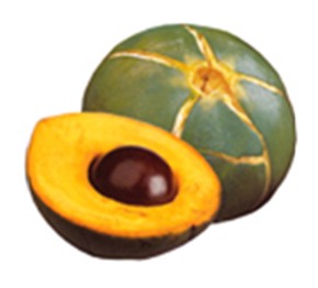 Lucuma