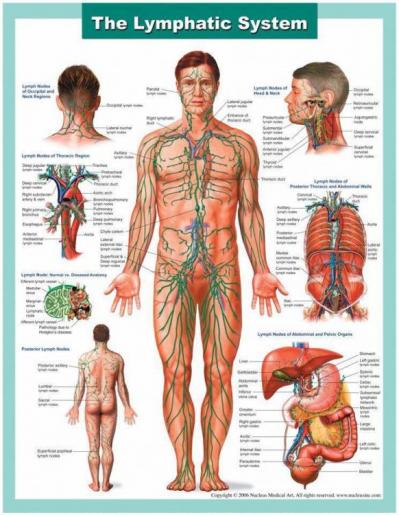 Lymphe systeme