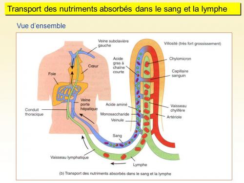 Lymphe transport