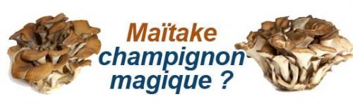 Maitake 1