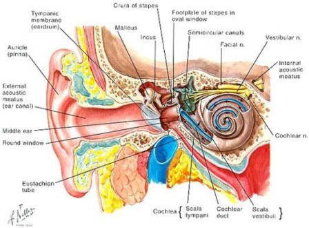 Oreille