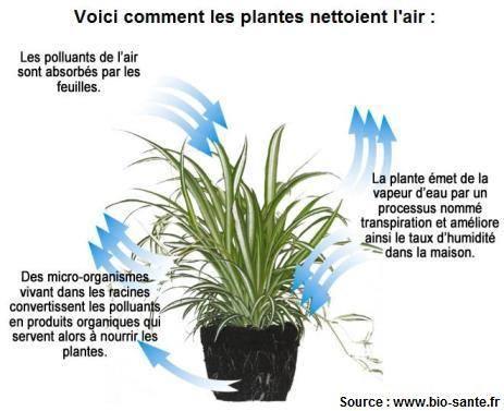 Plantes depolluantes