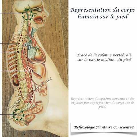 Reflexologie 1