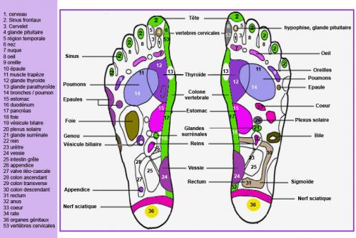 Reflexologie plantaire