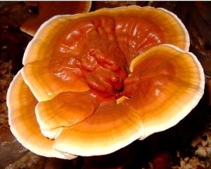 Reishi 1