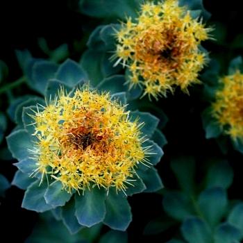 Rhodiola rosea