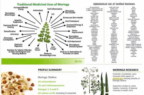 Moringa global